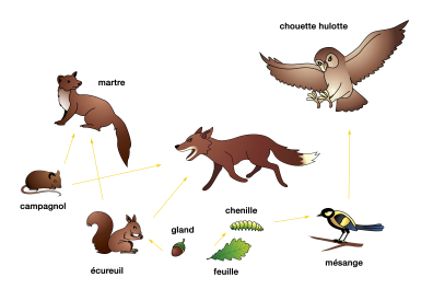 Maillons d'un réseau alimentaire dans la forêt (complété) - infographie